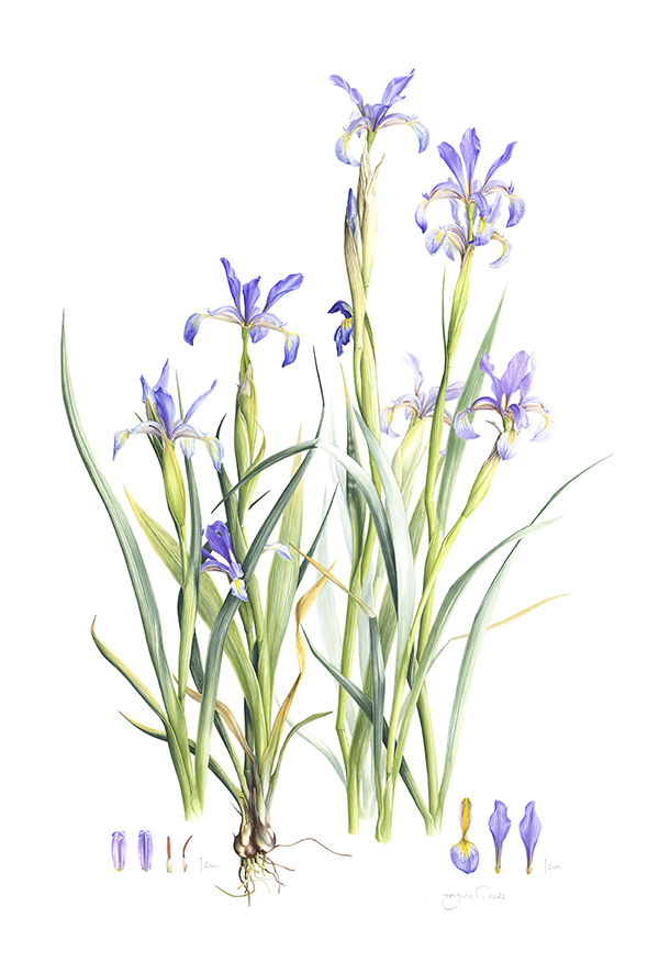 Iris spuria ssp musulmanica